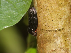 Cercopinae