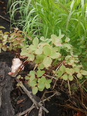 Spiraea beauverdiana