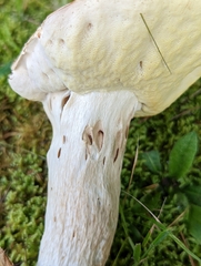 Boletus nobilis