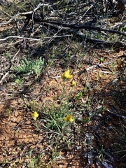 Waitzia acuminata acuminata
