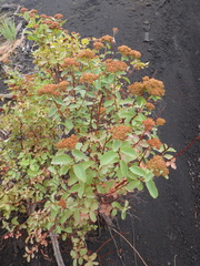 Spiraea beauverdiana