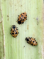 Hippodamia tredecimpunctata