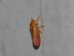 Eoscarta