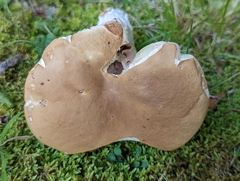 Boletus nobilis
