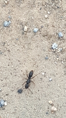 Pseudoneoponera rufipes