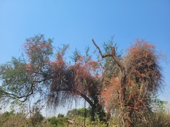 Combretum microphyllum