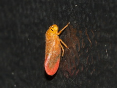 Eoscarta
