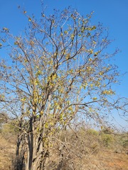 Cassia abbreviata