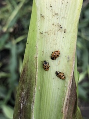 Hippodamia tredecimpunctata