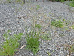 Rumex