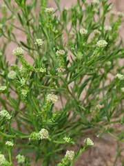 Lepidium englerianum