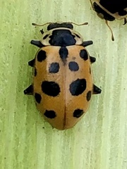 Hippodamia tredecimpunctata