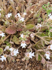 Diclis petiolaris