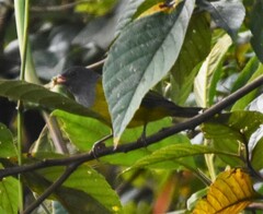 Cnemoscopus rubrirostris