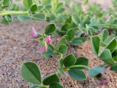 Lotus arabicus