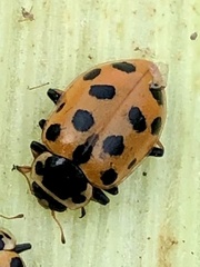 Hippodamia tredecimpunctata