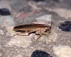 Blattella