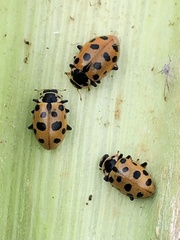 Hippodamia tredecimpunctata