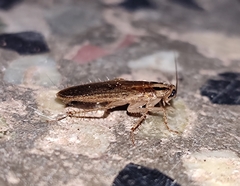 Blattella