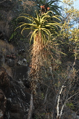 Aloe excelsa