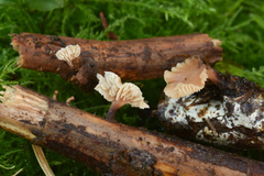 Lentinellus