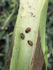 Hippodamia tredecimpunctata