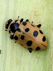 Hippodamia tredecimpunctata