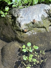 Apis mellifera