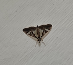 Agrioglypta itysalis