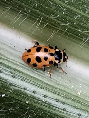 Hippodamia tredecimpunctata