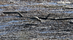 Calidris subruficollis