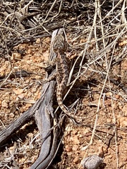Pogona vitticeps