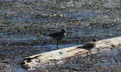 Calidris subruficollis