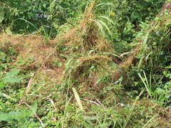 Cuscuta campestris