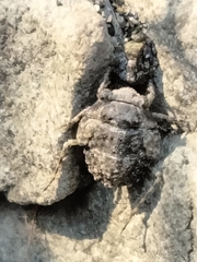 Gelastocoris oculatus