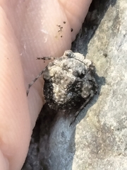 Gelastocoris oculatus