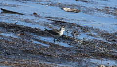 Calidris ferruginea