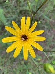 Helianthus atrorubens