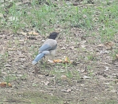 Cyanopica cyanus
