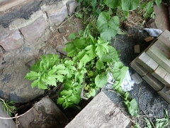 Pastinaca sativa sylvestris