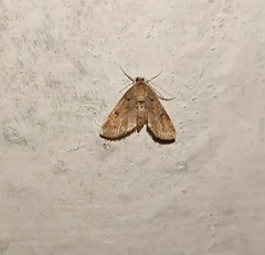 Parapoynx crisonalis