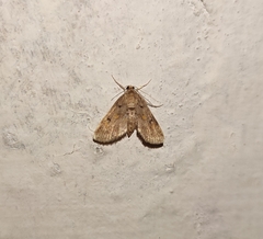 Parapoynx crisonalis