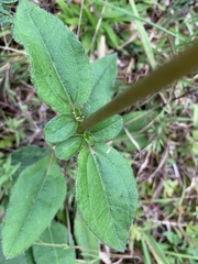 Helianthus atrorubens