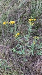 Jacobaea grandidentata