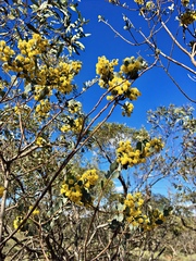 Acacia brachybotrya