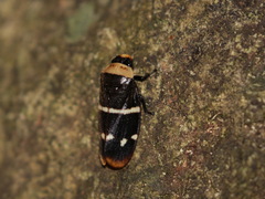 Phymatostetha limbata