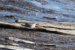 Calidris ferruginea
