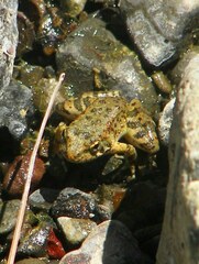 Rana boylii