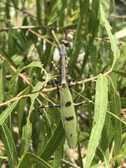 Pseudovates arizonae