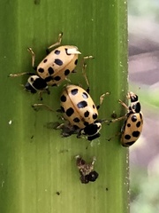 Hippodamia tredecimpunctata